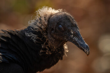 close up of a vulture