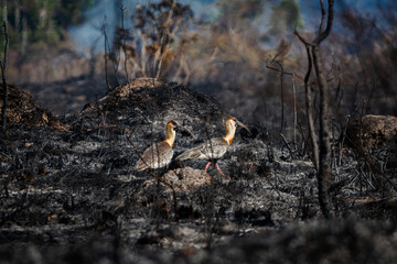 Obraz premium bird on the ground