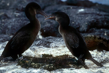 Flightless cormorant