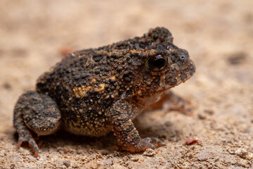 frog on a stone