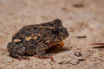 frog on the ground