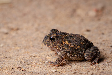frog on a stone