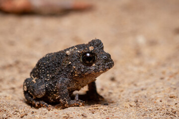 frog on the sand