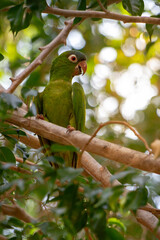 green parrot on branch