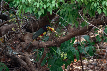 yellow billed hornbill