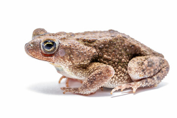 frog on white