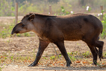Naklejka na ściany i meble giant brazilian tapir