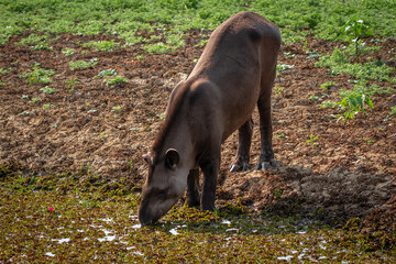 giant brazilian tapir
