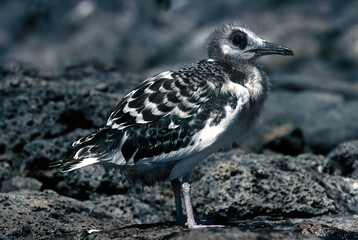 Swallow-tailed gull
