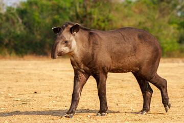 giant brazilian tapir