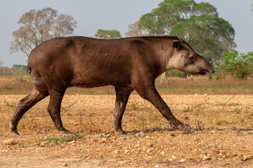 giant brazilian tapir