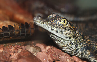 crocodile in the zoo