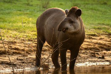 Fototapeta premium tapir in the river