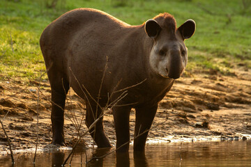 tapir in the river