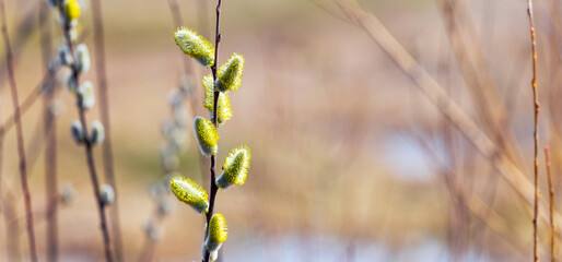 Fluffy catkins on willow branches on a blurred background
