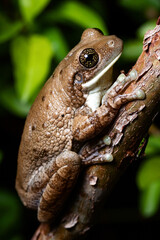 frog on a tree