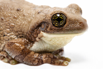 Fototapeta premium toad isolated on white