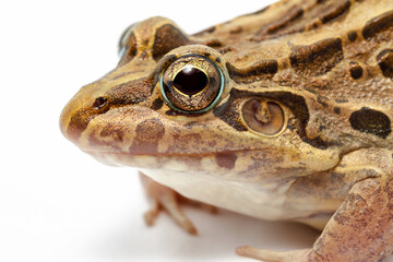 frog isolated on white