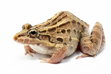 Fototapeta premium frog on white