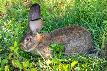 Big gray rabbit breed Vander on the green grass. Rabbit eats grass. Breeding rabbits on the farm