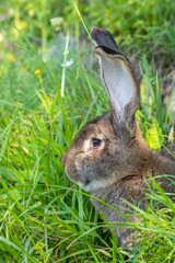 Big gray rabbit breed Vander on the green grass. Rabbit eats grass. Breeding rabbits on the farm