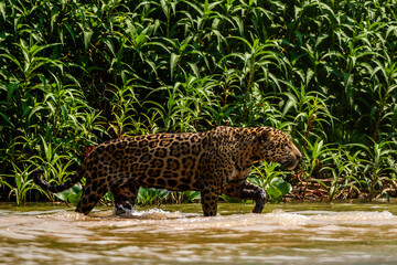 Fototapeta na wymiar jaguar in the water