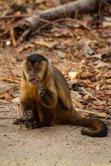 japanese macaque sitting on a rock