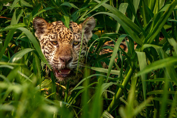 jaguar in the grass