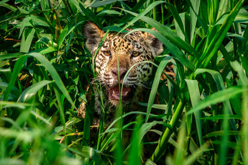 jaguar in the grass