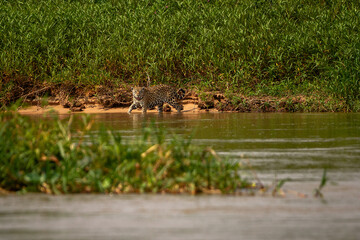 Obraz na płótnie Canvas jaguar in the water