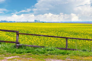 Field with flowering rapeseed and picturesque sky in sunny weather, wooden fence near the field with flowering rapeseed