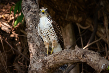 red tailed hawk