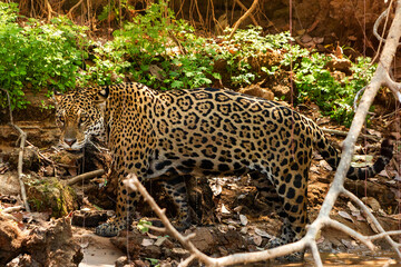 jaguar hunting in the woods
