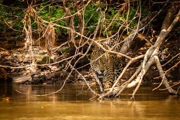 Jaguar in the jungle