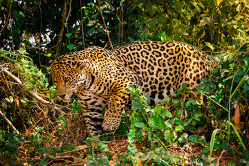 Naklejka premium Jaguar in the jungle