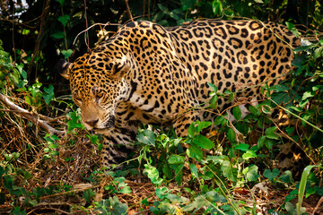 Jaguar in the jungle