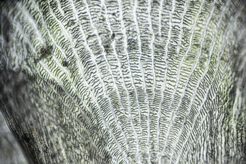 Natural marine fish scale under a microscope, fish scale close up © 3d_vicka