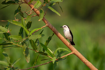 red backed shrike