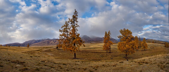 Russia. The South of Western Siberia, the Altai Mountains. Rare larches, yellow from the first...