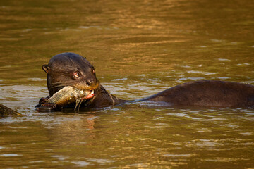 giant otter eating a fish