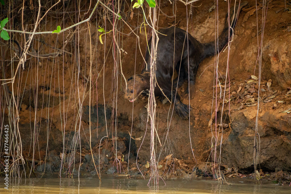 Poster giant otter in woods