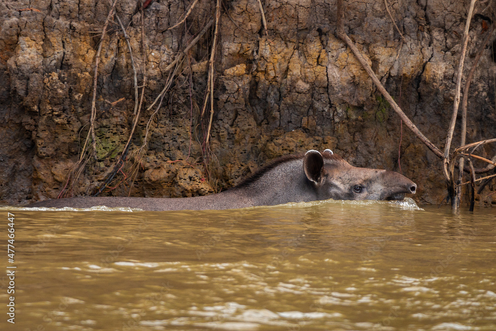 Canvas Prints tapir in the water