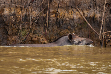 tapir in the water