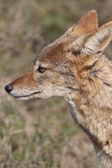 Black Backed Jackal in Addo Elephant National Park, South Africa