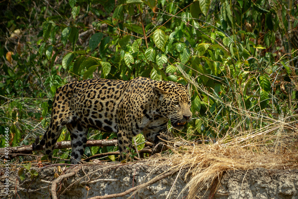 Wall mural jaguar huntting