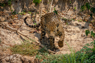 jaguar huntting