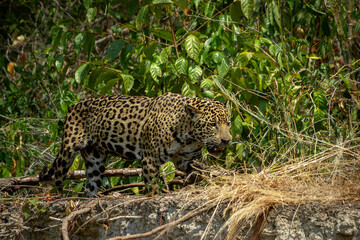 Fototapeta na wymiar jaguar huntting