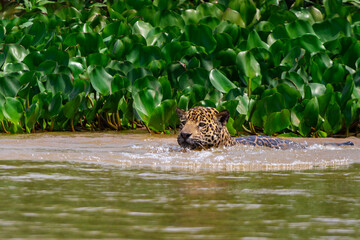 jaguar huntting