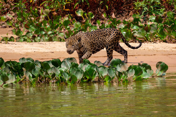 jaguar huntting