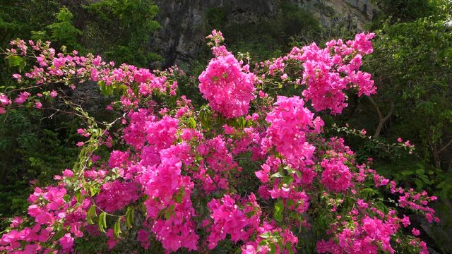 Colorful branches of Paper-flower sway on breeze, low angle slow motion shot. Bright magenta leaves (bracts) around tiny white flowers in lush heavy clusters dangling down